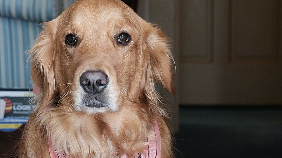 Paso Golden Retriever Findlay Office Cropped